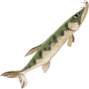 Alligator Gar
